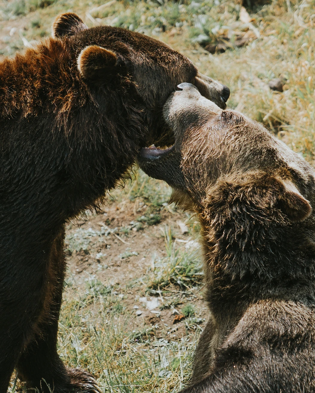 Alaska Bears