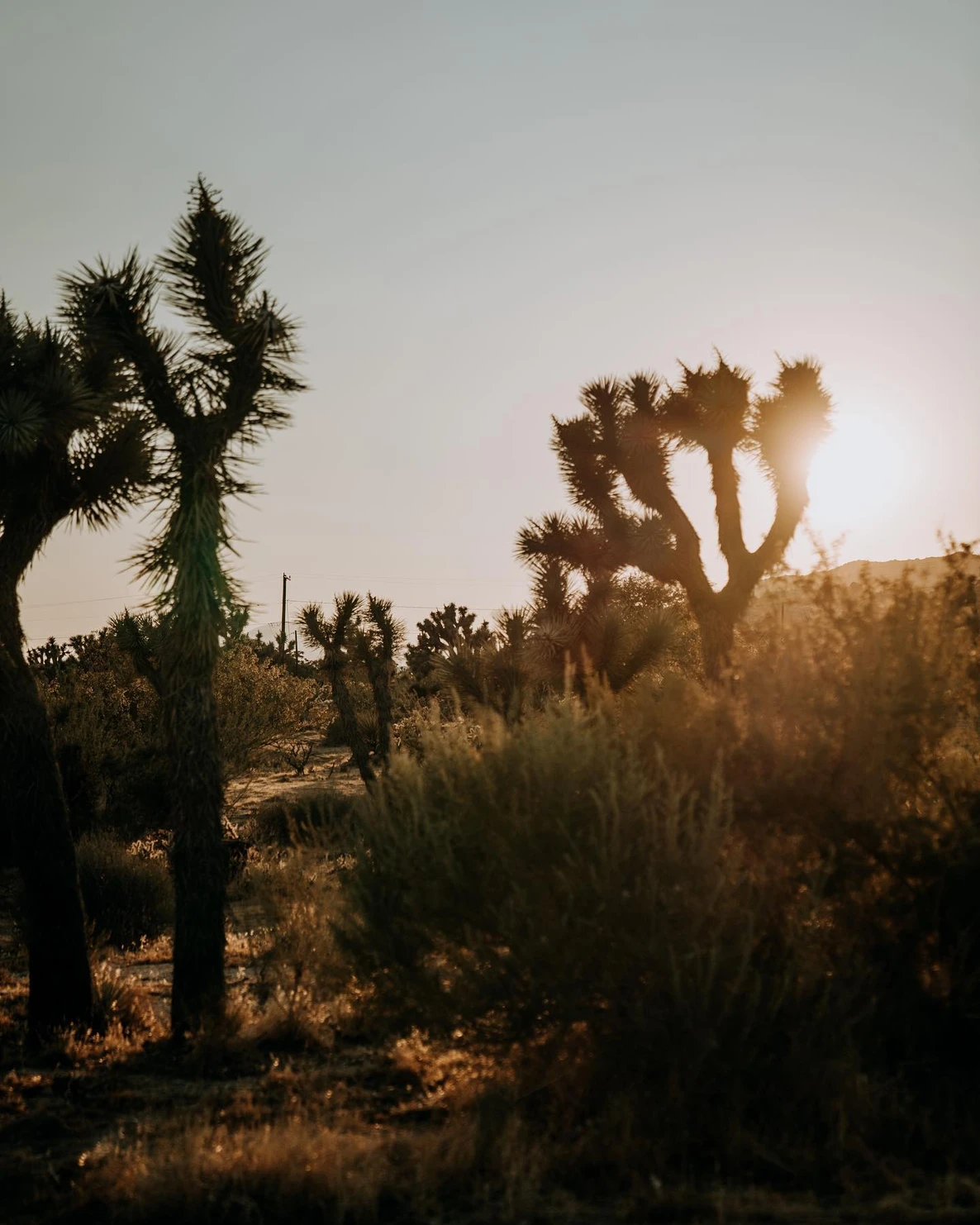 Joshua Tree