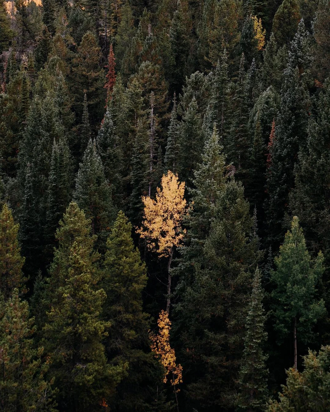 Fall tree in pines